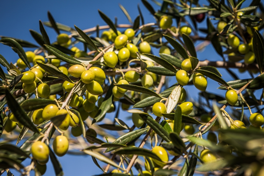 A Record Number of Awards for Tunisian Olive Oil